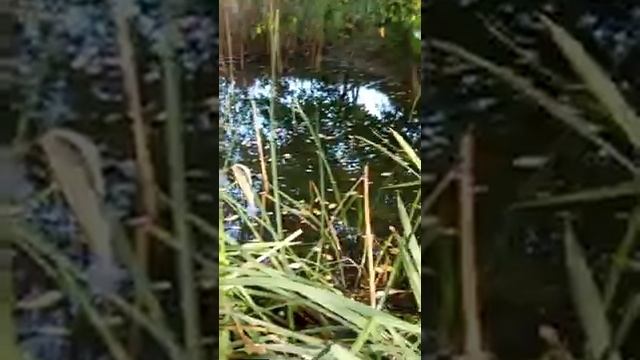 Разведение пиявок дома. Выпускаем отработавших производителей в природный пруд. Весной отловим. смотреть онлайн