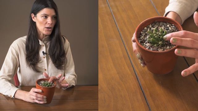 Mammillaria longimamma (Nipple Cactus) Houseplant Care — 334 of 365 смотреть онлайн