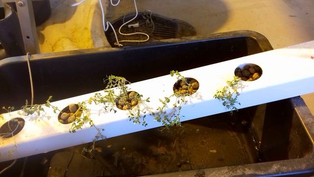 Тест проточной гидропоники. Горох. Peas grow in hydroponics смотреть онлайн