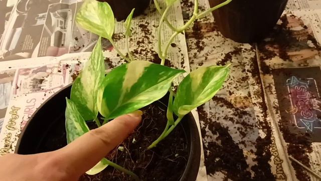 Easy way to grow money plant from single leaf смотреть онлайн