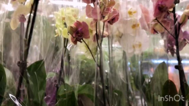 Обзор орхидей в Ашане ТЦ Мега Самара 14.11.23 - Phal. Golden River, Green Apple, Tropic Wonderland смотреть онлайн
