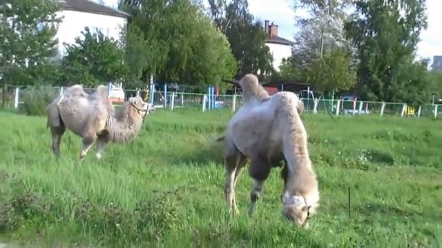 Корабль пустыни в Российском городе. Верблюды пасутся в городе| Что бы это значило? смотреть онлайн