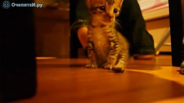 Уставший малыш котёнок смотреть онлайн