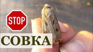 Совка, как её победить?! Виды совки, профилактика и борьба