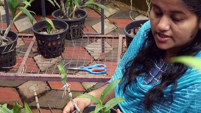 ഓർക്കിഡ് ചെടികളുടെ പരിചരണം ! Healthy orchid planting ideas ! How to keep healthy orchids ! смотреть онлайн