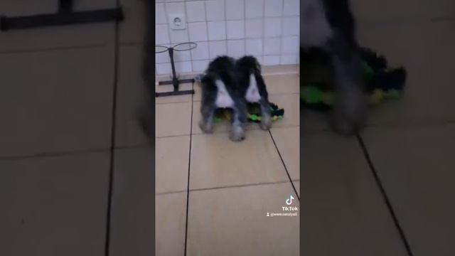 Щенки цвергшнауцера! смотреть онлайн