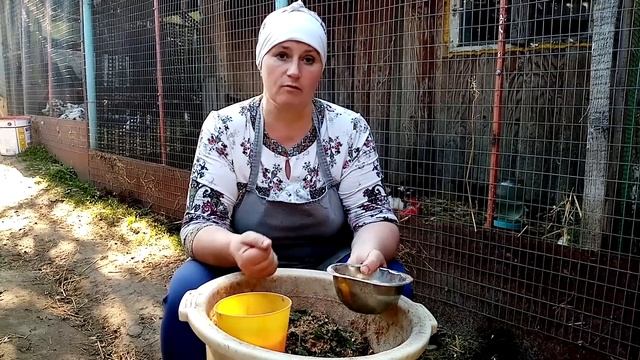 Летнее кормление кур, повышаем яйценоскость. смотреть онлайн