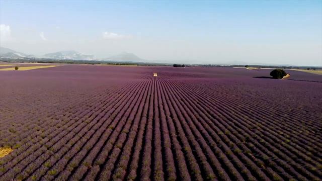 Amazing Aerial Views of a Lavender Field in the South of France смотреть онлайн