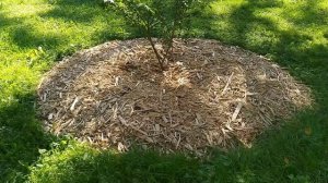 Мульчирую древесной щепой