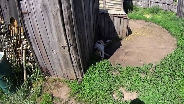 ЖИЗНЬ В ДЕРЕВНЕ. ДЕРЕВЕНСКИЕ БУДНИ #20. Ставим новый забор смотреть онлайн