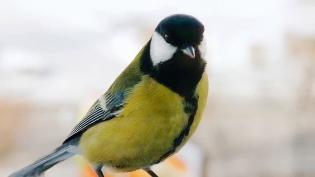 Пение синицы