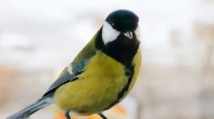 Пение синицы