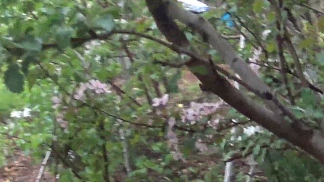 цветут красномясые яблони смотреть онлайн