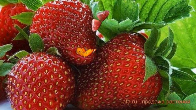Земляника садовая Фейерверк (fragaria ananassa) ? обзор: как сажать, рассада земляники Фейерверк смотреть онлайн
