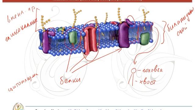 ЕГЭ по БИОЛОГИИ - клеточная мембрана смотреть онлайн
