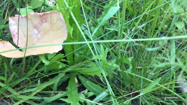 Triteleia laxa - 2019-06-17 смотреть онлайн