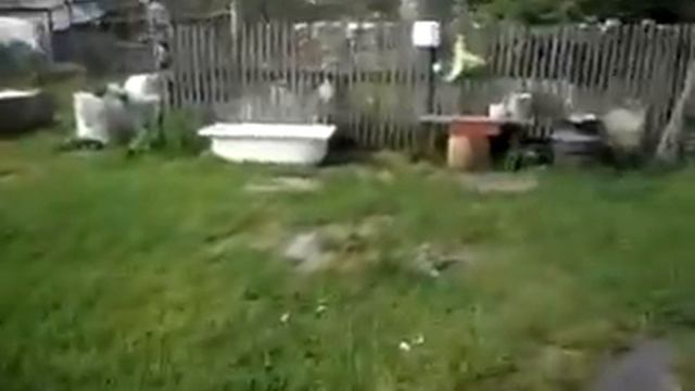 Петух в супчик.Жду электриков.Опять наседка села. смотреть онлайн