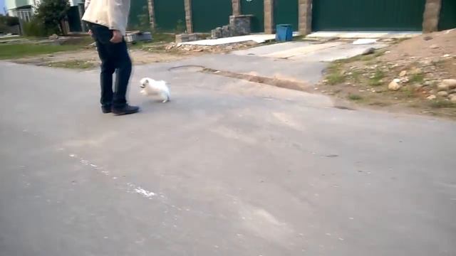Померанец-мальчик №2 смотреть онлайн