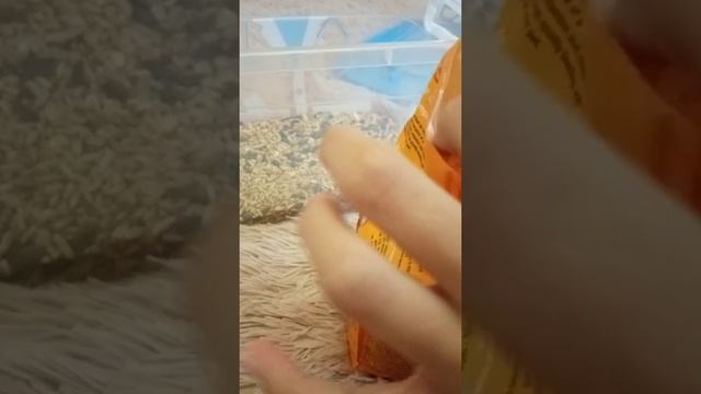 Смешиваю корма для джунгарского хомяка ? смотреть онлайн