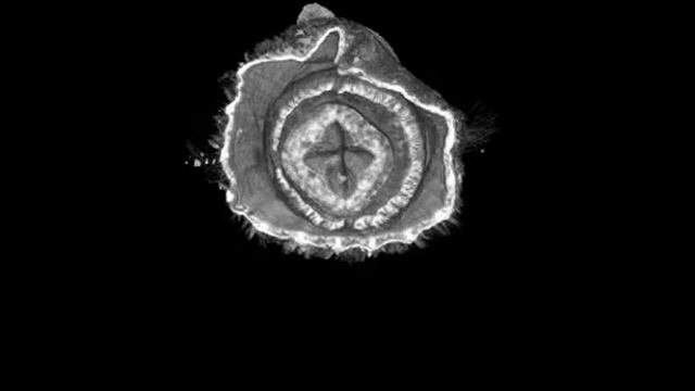MicroCT scan of a bloodworm (Glyceridae, Polychaeta) смотреть онлайн