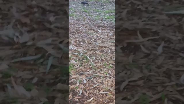 Птицы. Парк у моря. Ворона. Вот прилетела в парк. Гуляю. Воздух. Лес. Море. И очень много еды! смотреть онлайн