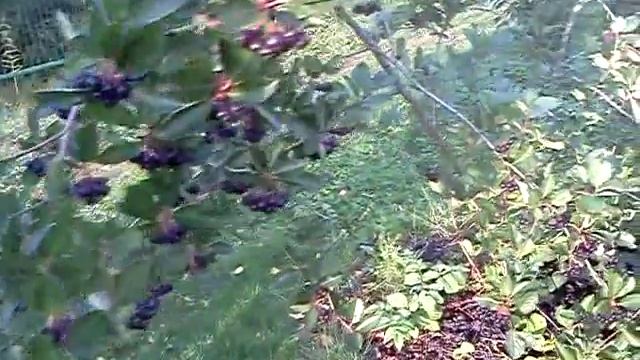 Волшебная грядка рябиновые бусы в моем садуMOV1407 смотреть онлайн