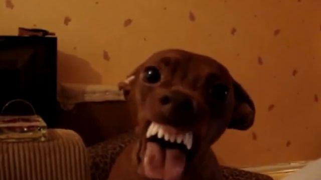 Red Miniature Pinscher going mad смотреть онлайн