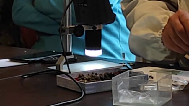 Гуров С. Морфометрия в определении породности пчел. Слёт по естественному пчеловодству. Часть 6(10) смотреть онлайн