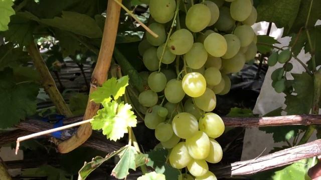 Виноград Великолепная Семерка. Саженцы и черенки винограда.Тел-098 115 04 16 Анатолій смотреть онлайн