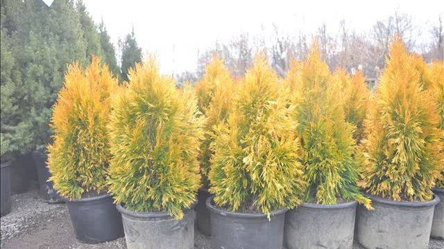 Forever Goldy® Arborvitae Thuja plicata '4EVER' смотреть онлайн