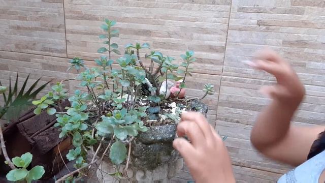 Plantando Suculenta E Visita No Garden