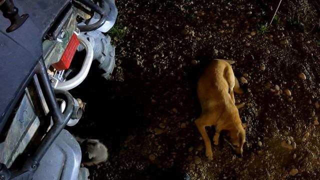 Отправляем кошку Дымку в новый дом, Ч П в дороге смотреть онлайн