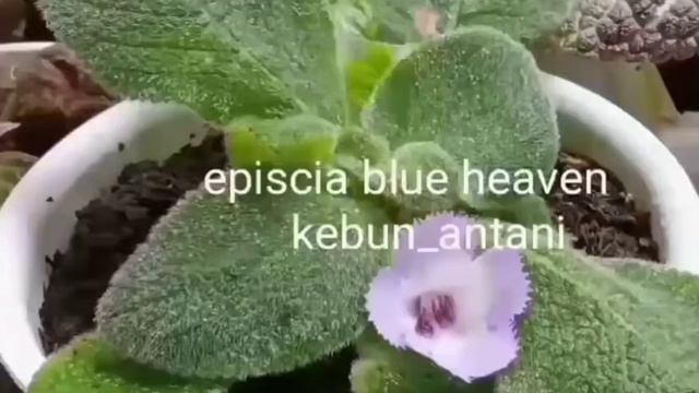 Episcia blue heaven bunga ungu смотреть онлайн