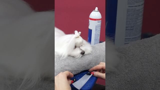 ШОУ ГРУМИНГ МАЛЬТЕЗЕ / ОФОРМЛЕНИЕ ТОП-НОТА / МАЛЬТИЙСКАЯ БОЛОНКА / GROOM SCHOOL смотреть онлайн