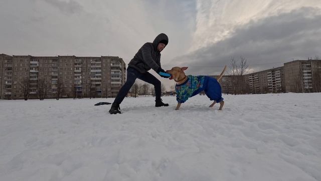 Играли с Питбуль-Лишной Пуллером, снято при помощи GoPro 11 и Hohem iSteady 4 Pro смотреть онлайн