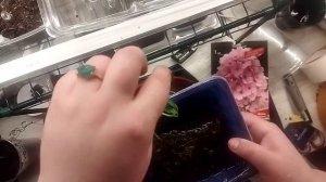 Флокс Бисер, посадка в стаканчик с пакета