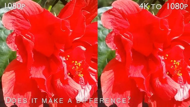 4K Compressed to 1080p VS 1080p: Does it make a difference? смотреть онлайн