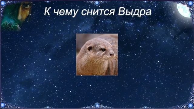 К чему снится Выдра (Сонник) смотреть онлайн