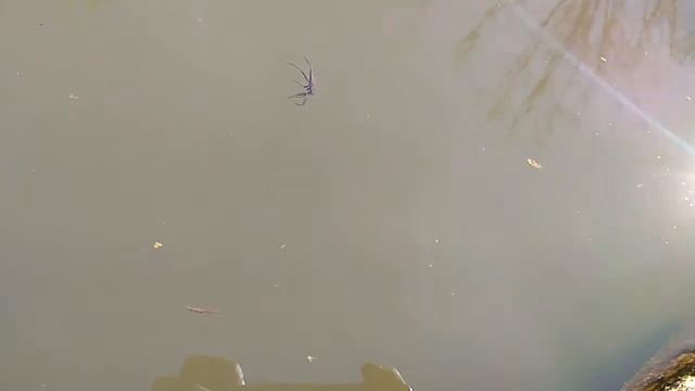 Скорпион, клопы.. водяные смотреть онлайн