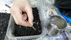 Петуния. Посадка семенами на рассаду.