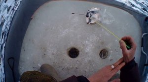 когда плотва хорошо клюёт,а когда не клюёт.все погодные условия для ловли плотвы на зимней рыбалке