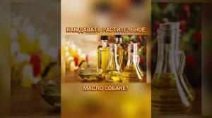 🐕📝🐾 Как давать растительное масло собаке?