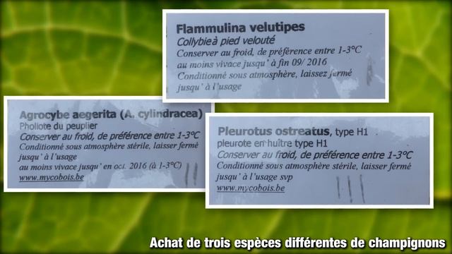 PERMACULTURE URBAINE EN 2016 смотреть онлайн