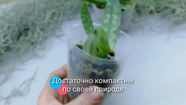 Paph.ang-thong v.alba смотреть онлайн