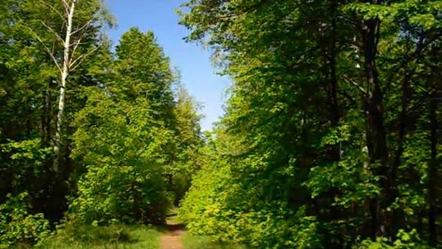 Птичьи трели