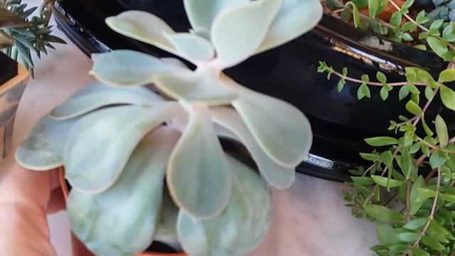 ЭХЕВЕРИЯ-ECHEVERIA часть 2.