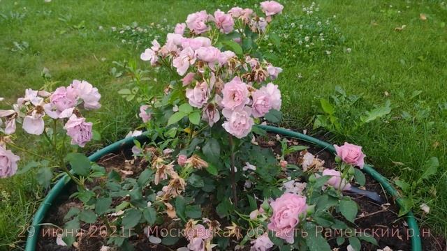 Роза Лавендер Пиноккио Lavender Pinocchio (флорибунда) (Boerner США, 1948) смотреть онлайн