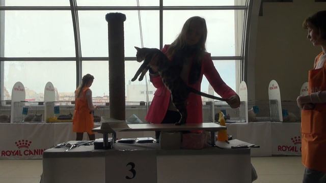 WCF-Ring JUNIOR I Mrs. Anna Rudakova смотреть онлайн