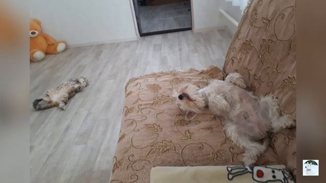 VLOG. Маленькая белая собачка ❤? смотреть онлайн