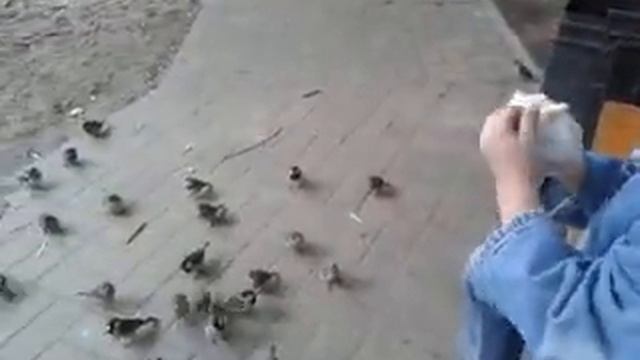 Воронежские воробьи смотреть онлайн